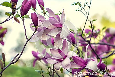 Bright magnolias in Kiev botanical garden at spring time. Kiev, Ukraine Stock Photo