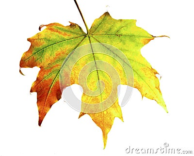Bright maple leaf Stock Photo