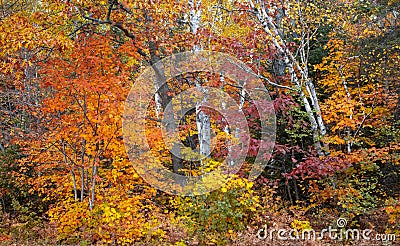 Bright Maple and Silver Birch trees in autumn time Stock Photo