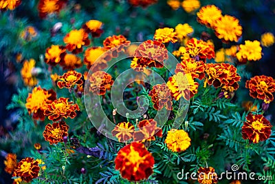 Bright marigold flowers in autumnal garden Stock Photo