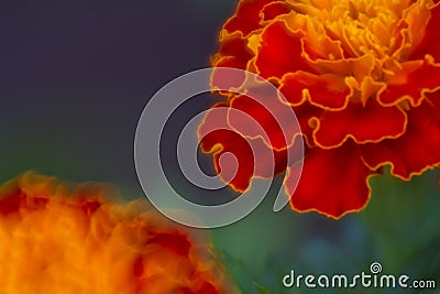 Bright marigold flowers on a blurred background Stock Photo