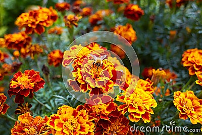 Bright marigold flowers closeup with a bee sitting in the middle of the flower, orange blooming background. Stock Photo