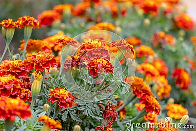 Bright marigolds on the flowerbed. Blooming marigolds Stock Photo