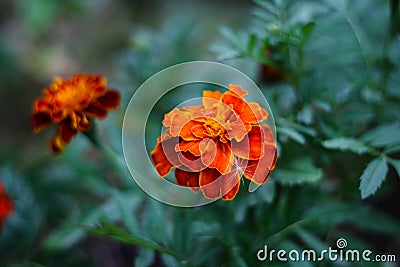Bright marigolds in macro photography Stock Photo