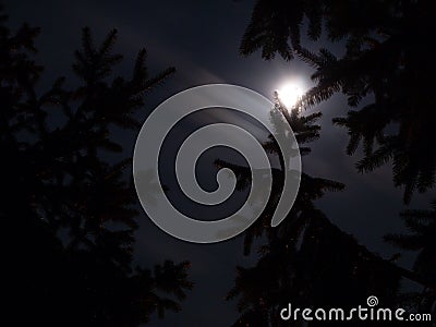 Moonlight over spruce trees Stock Photo