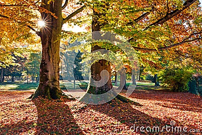 Bright morning view of old beech trees in Kurpark in Thumersbach village, located on the shore of the Zell lake. Picturesque Stock Photo