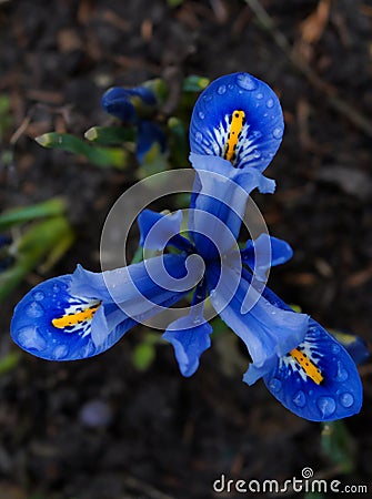 bright multi-colored iris on a detailed photo Stock Photo