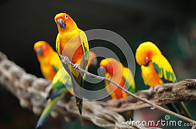 Bright multi-colored parrots sit on a branch Stock Photo