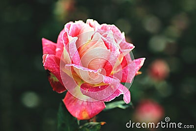 Bright multicolored rose Stock Photo