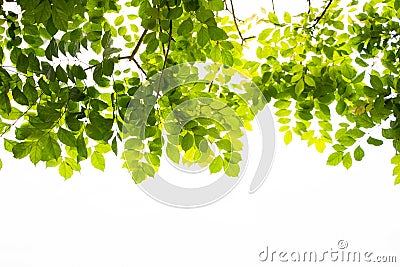 Bright nature green leaves closed up image beautiful tree Stock Photo