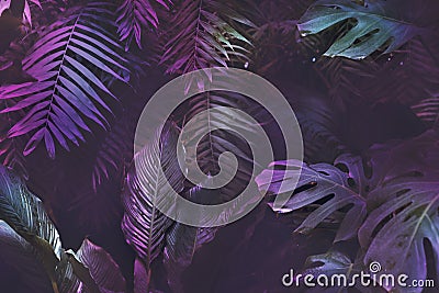 Bright neon tropical palm background leaves pink and dark jungle texture Stock Photo