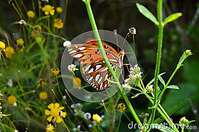 Bright Orange and Black Butterfly Stock Photo