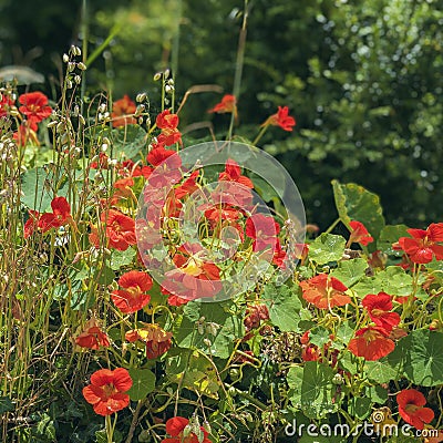 Bright orange bloomed nasturtium flowers, graceful ears and green foliage. Picturesque colors of summer. Natural Stock Photo