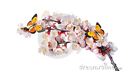 Bright orange butterflies on white spring flowers. apricot blossom branch isolated on white. colias croceus butterfly Stock Photo