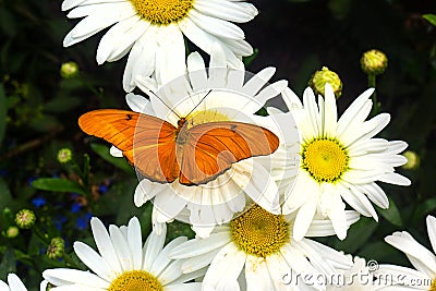 Bright orange butterfly on white daisies Stock Photo