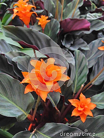 Tropical orange Calathea Crocata Tasmania flowers with dark leaves Stock Photo