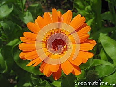 Bright orange calendula flower Stock Photo