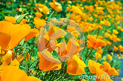 Bright orange california poppies in full bloom Eschscholzia californica Stock Photo