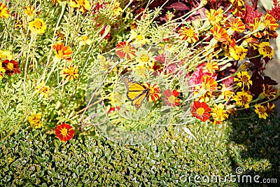 Bright orange colours of monarch butterfly pollination marigold flowers Stock Photo