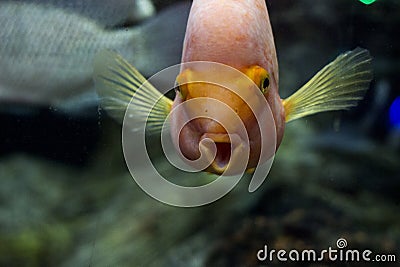 Bright orange fish with mouth open. funny fish. Stock Photo