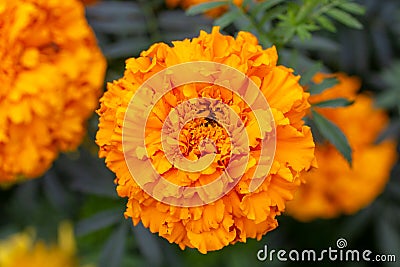 Bright orange flower marigold closeup Stock Photo