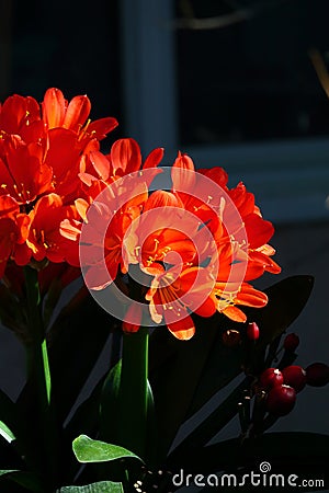 Spring Bloom Series - Bright Orange Flowering Clivia - Amaryllidaceae - Natal lily - Bush Lily Stock Photo