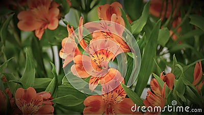 Bright orange flowers with a green leaf Stock Photo