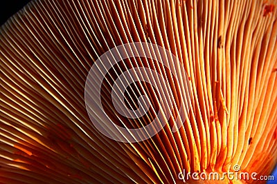 Bright orange gills on cap botoom of Saffron Milk-cap, also called Red Pine Mushroom, latin name Lactarius Deliciosus. Stock Photo