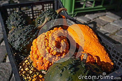 Bright orange and green decorative distorted pumpkins displayed at street market on bright sunny day Stock Photo