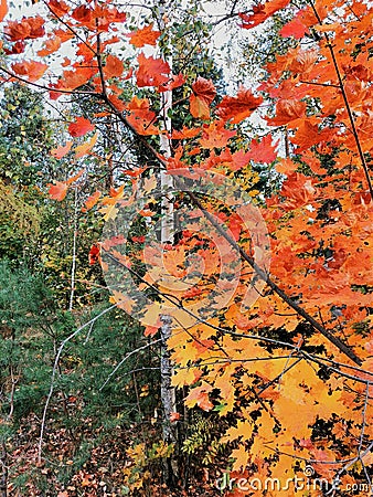 Bright orange maple, green birches, pines in october wood Stock Photo