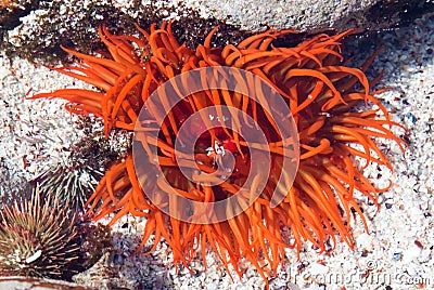 Bright orange sea anemone Stock Photo