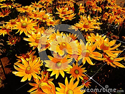 Bright Orange Sunflowers Stock Photo