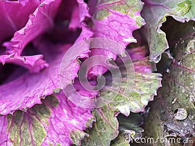 Bright ornamental cabbage leaves.Droplet of water on a textured leaf Stock Photo