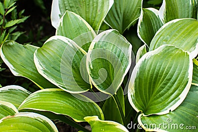 Bright ornamental green hosta plant leafs in garden. Stock Photo