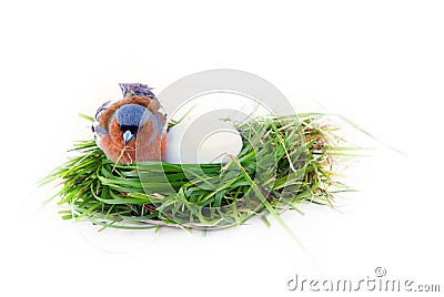 Bright overdressed male Chaffinch in artificial nest Stock Photo