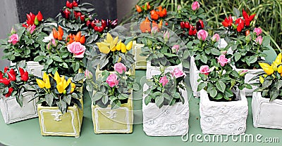 Bright Pepper and Rose in Flower Pots Stock Photo