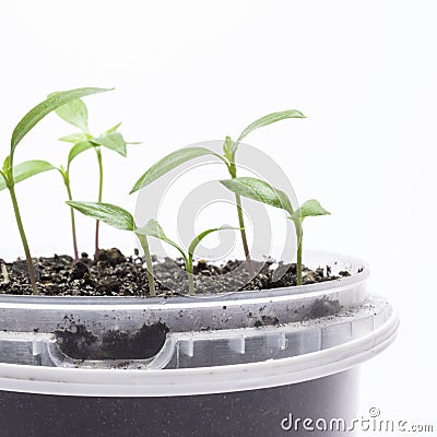 Bright pepper seedling in a plastic pot Stock Photo