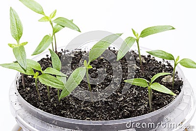 Bright pepper seedling with sharp leaves grows plastic pot on a gray background Stock Photo