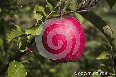 Perfect Pink Lady Apple on Branch Stock Photo