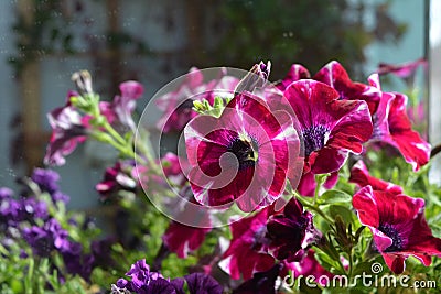 Bright petunia flowers in home garden. Summer day Stock Photo