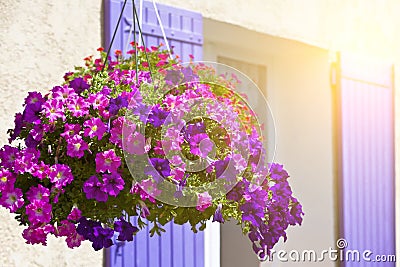 Bright petunia flowers on a house wall background Stock Photo