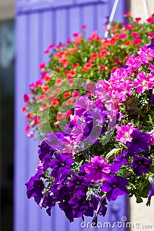 Bright petunia flowers on a house wall background Stock Photo