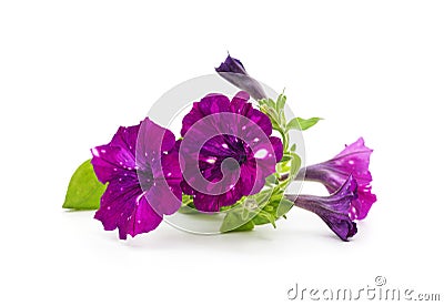 Bright petunia flowers Stock Photo