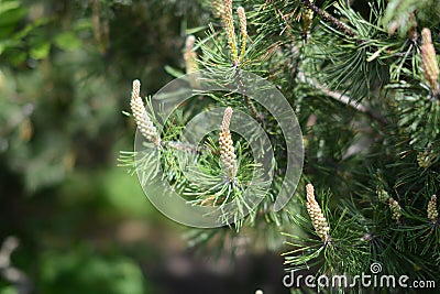 Bright pine branches in the park Stock Photo