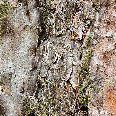 Bright pine texture closeup Stock Photo
