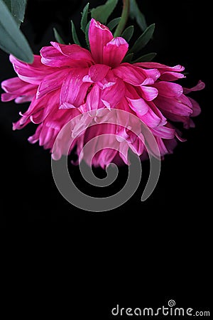 Bright pink aster flower on a black background Stock Photo