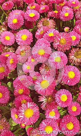 Bright pink aster flowers with yellow capitulum Stock Photo