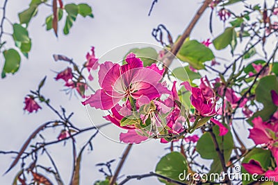 Bright pink Bauhinia blakeana flowers among blurred branches Stock Photo