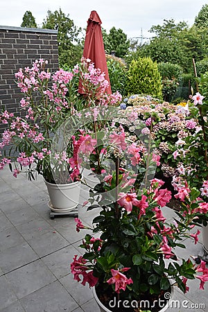 Mandevilla and oleander, bright colorful tropical plants Stock Photo