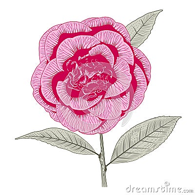 Bright pink camellia peony form flower Vector Illustration